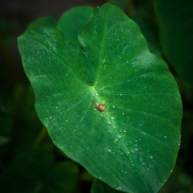 907X & CFV 100C+XCD 90V